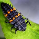 Harmonia conformis (2nd instar stage), Adelaide SA © Marianne Broug
