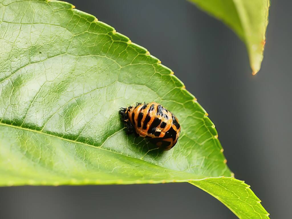 Harmonia conformis (3rd instar stage), Adelaide SA © Marianne Broug