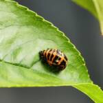 Harmonia conformis (3rd instar stage), Adelaide SA © Marianne Broug