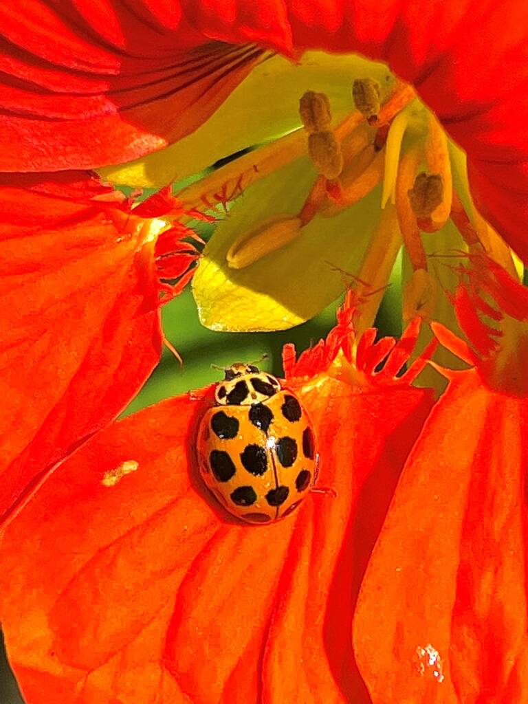 Harmonia conformis, Roma QLD © Dianne Bickers