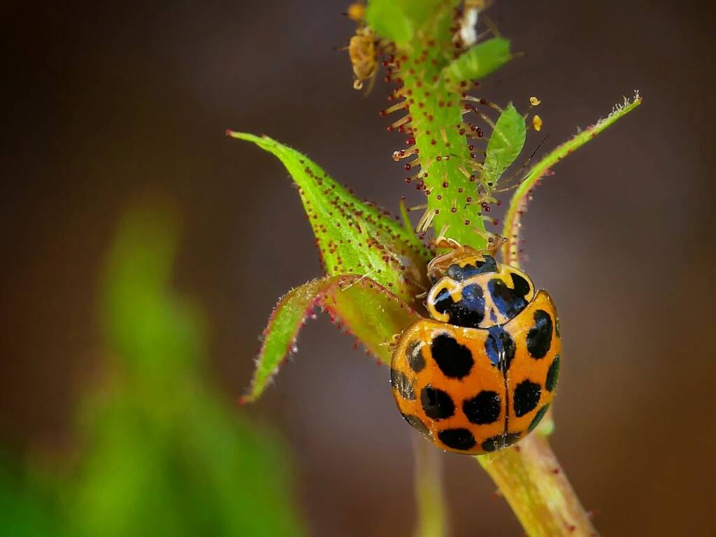 Large Spotted Ladybird (Harmonia conformis), Hawthorndene SA © Marianne Broug