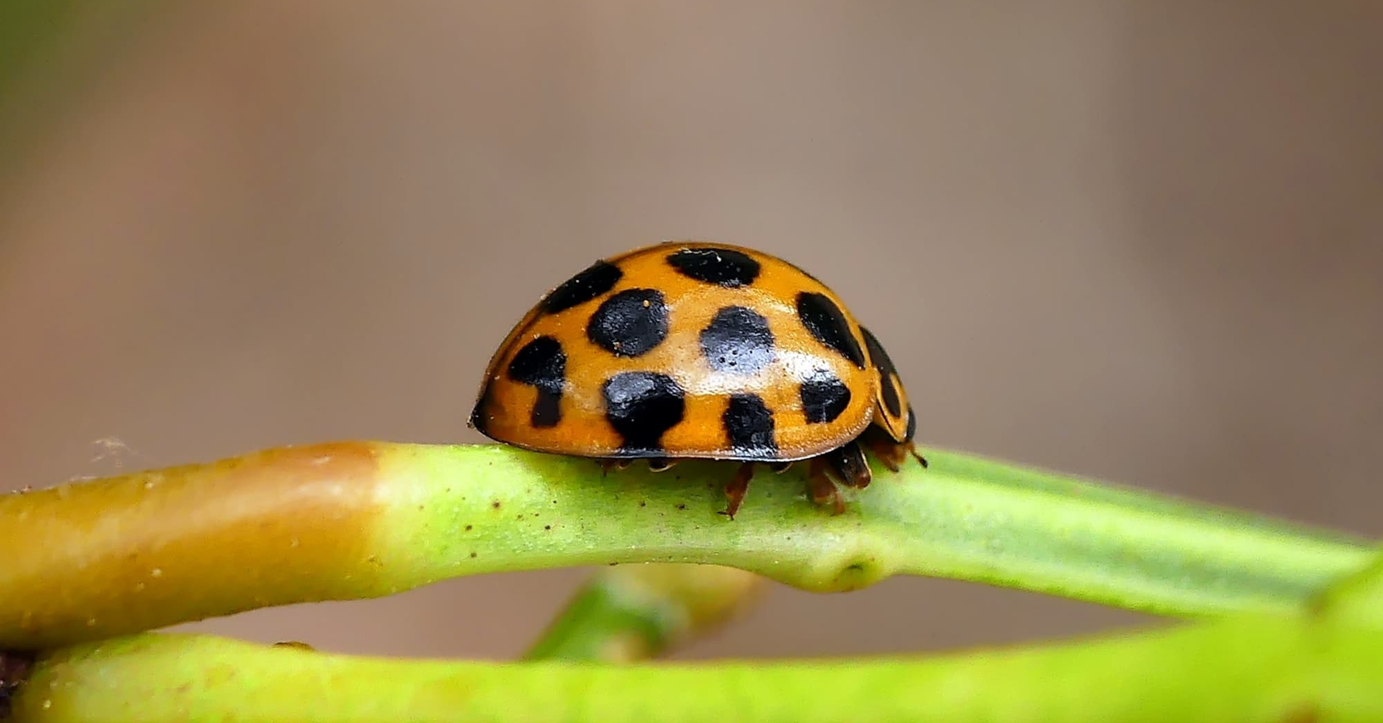Large Spotted Ladybird (Harmonia conformis), Belair SA © Marianne Broug