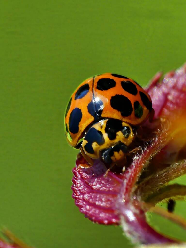 Large Spotted Ladybird (Harmonia conformis), Hawthorndene SA © Marianne Broug