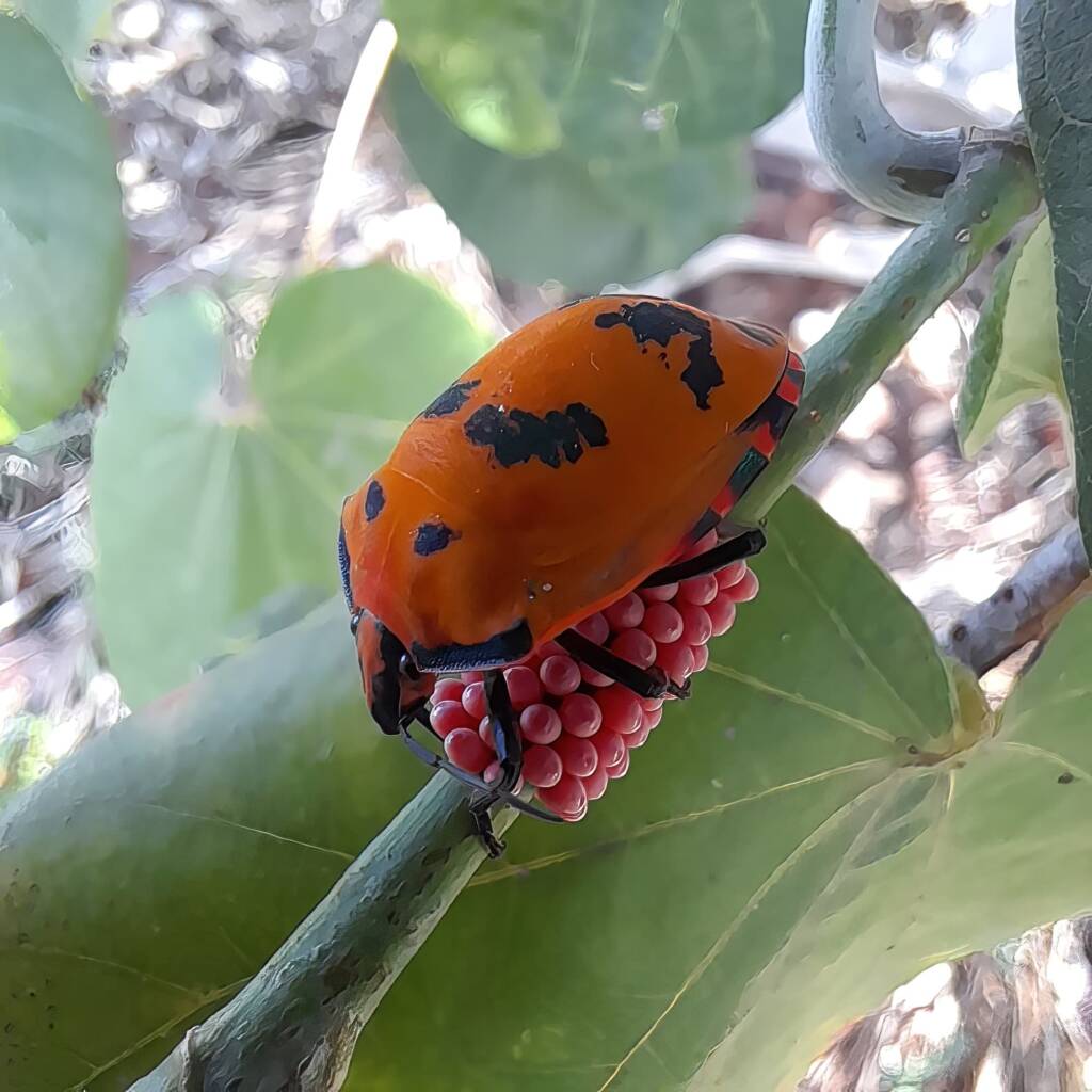 Hibiscus Harlequin Bug (Tectocoris diophthalmus) on the Cottonwood Tree (Hibiscus Tiliaceus), Mackay QLD © Wayne Jeffree