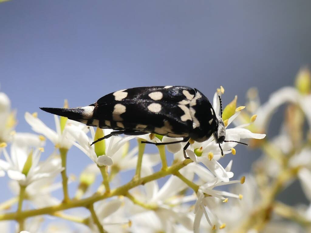 Hoshihananomia leucosticta, Belair SA © Marianne Broug
