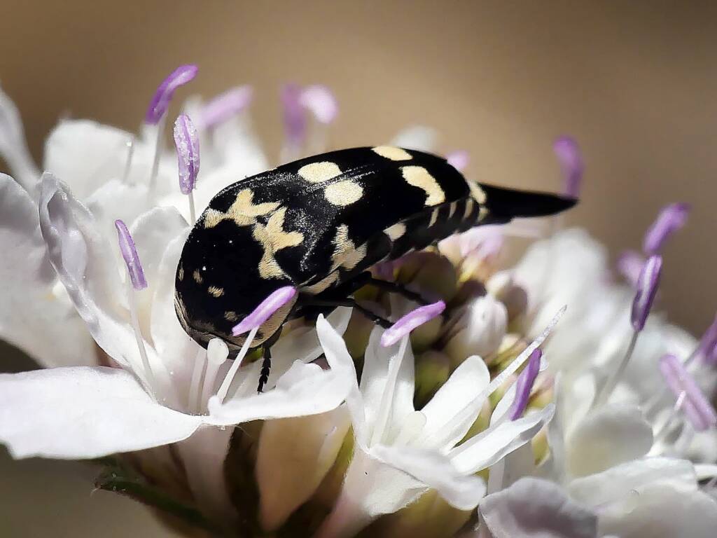 Hoshihananomia leucosticta (White-spotted Pintail Beetle), Belair SA © Marianne Broug