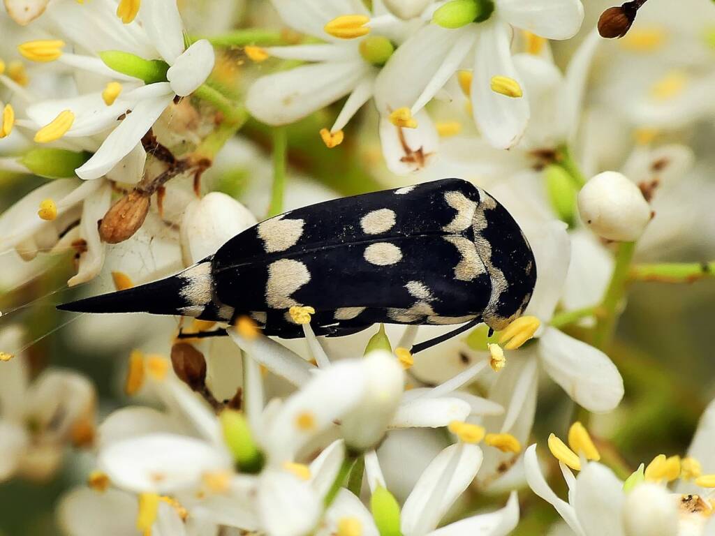 Hoshihananomia leucosticta, Belair SA © Marianne Broug