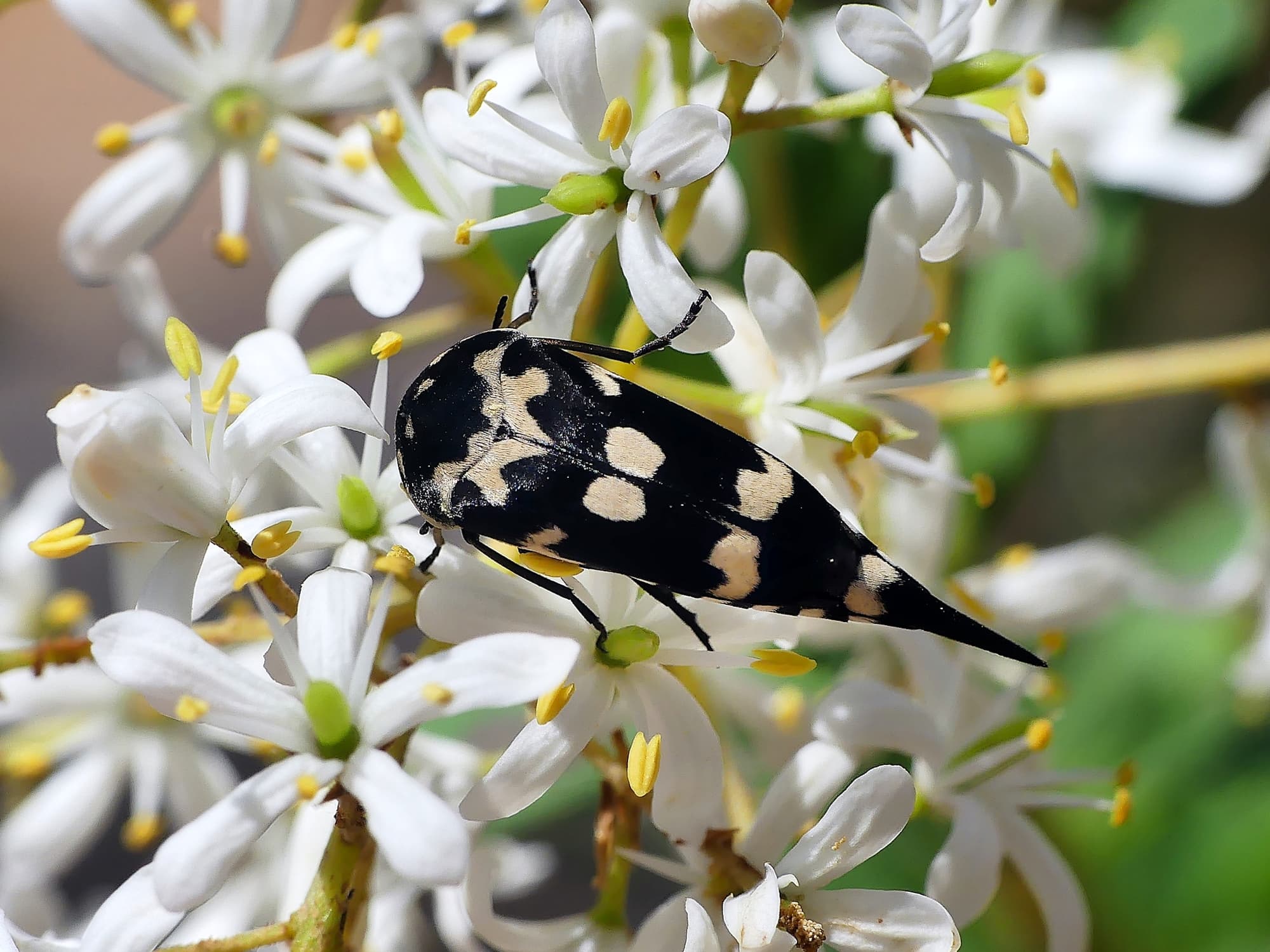 Hoshihananomia leucosticta (White-spotted Pintail Beetle), Belair SA © Marianne Broug