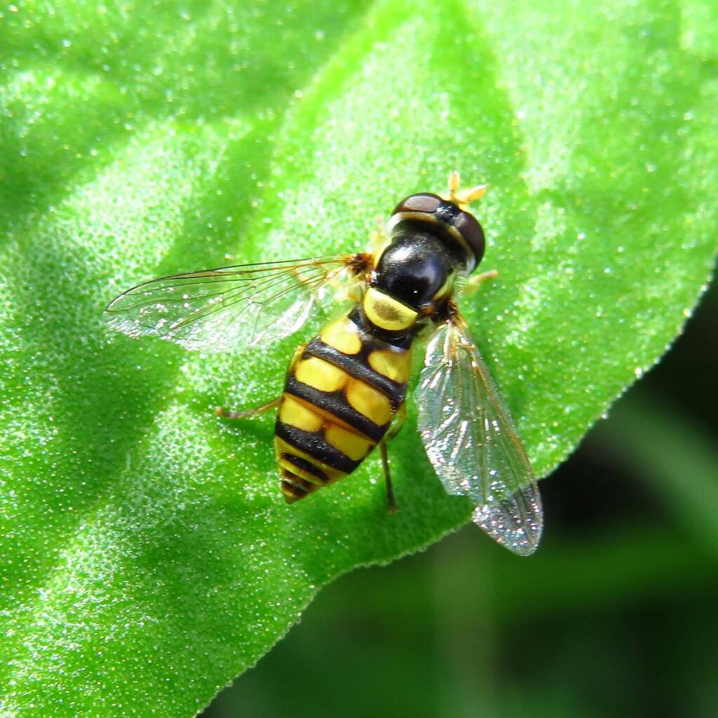Yellow-shouldered Stout Hover Fly (Simosyrphus grandicornis), Wallaga Lake NSW © Deb Taylor