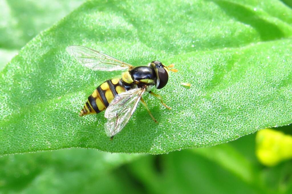 Yellow-shouldered Stout Hover Fly (Simosyrphus grandicornis), Wallaga Lake NSW © Deb Taylor