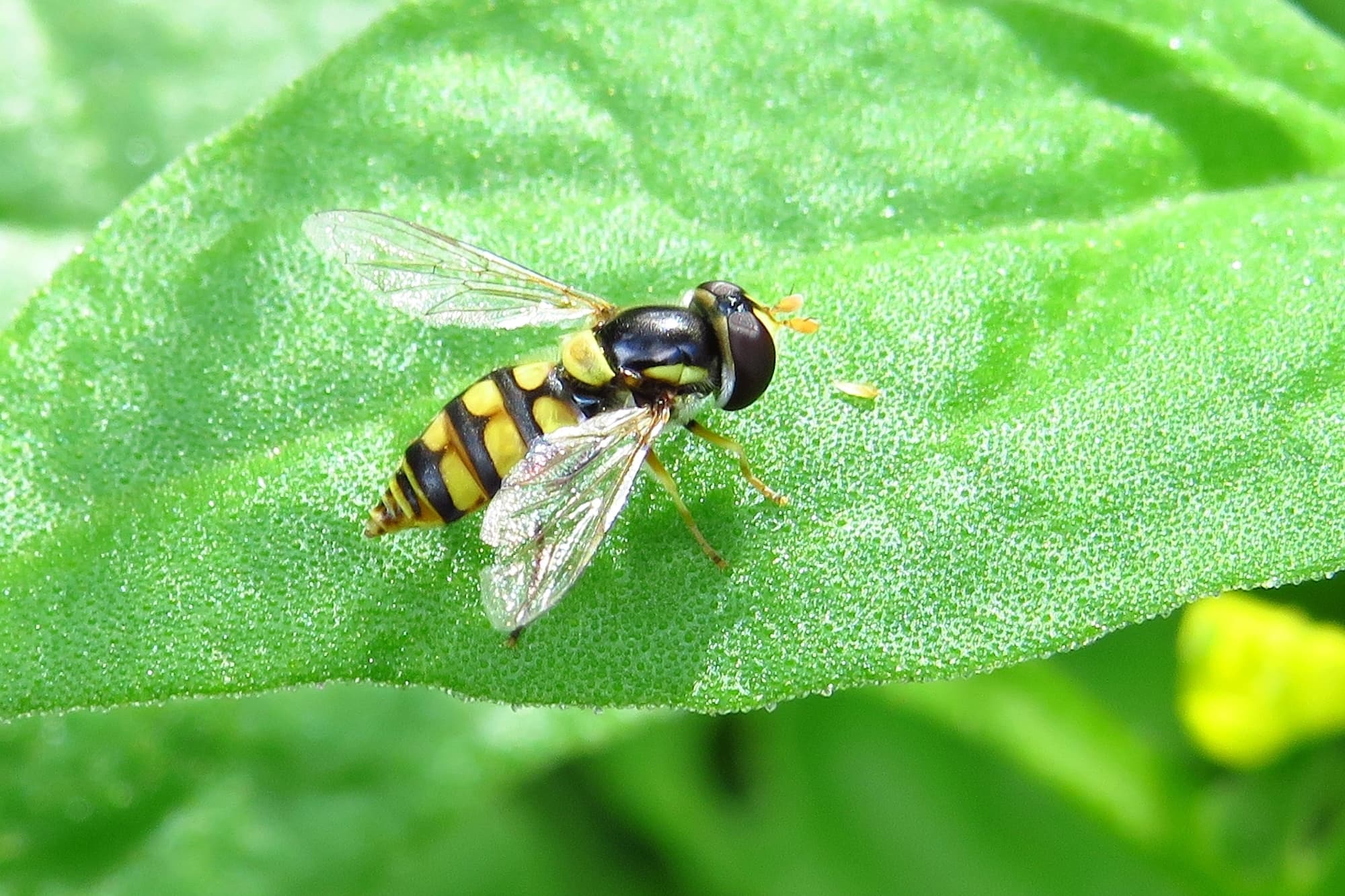 Yellow-shouldered Stout Hover Fly (Simosyrphus grandicornis), Wallaga Lake NSW © Deb Taylor