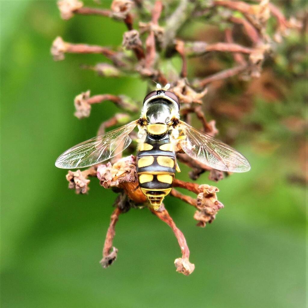 Yellow-shouldered Stout Hover Fly (Simosyrphus grandicornis), Wallaga Lake NSW © Deb Taylor