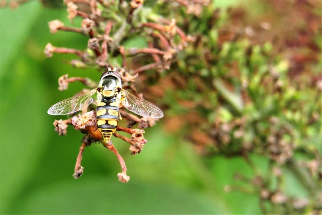 Yellow-shouldered Stout Hover Fly (Simosyrphus grandicornis), Wallaga Lake NSW © Deb Taylor