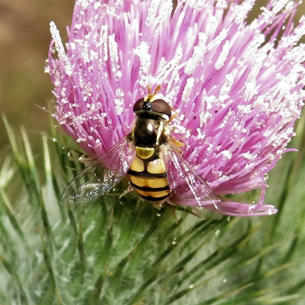 Yellow-shouldered Stout Hover Fly (Simosyrphus grandicornis), Wallaga Lake NSW © Deb Taylor