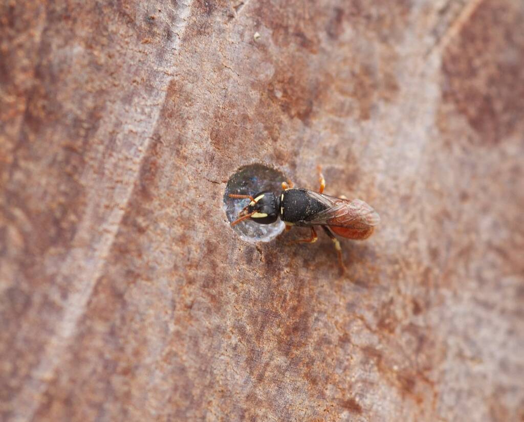 Hylaeus (Gnathoprosopis) theodorei, Burua, Central Eastern QLD © Lisa Warman