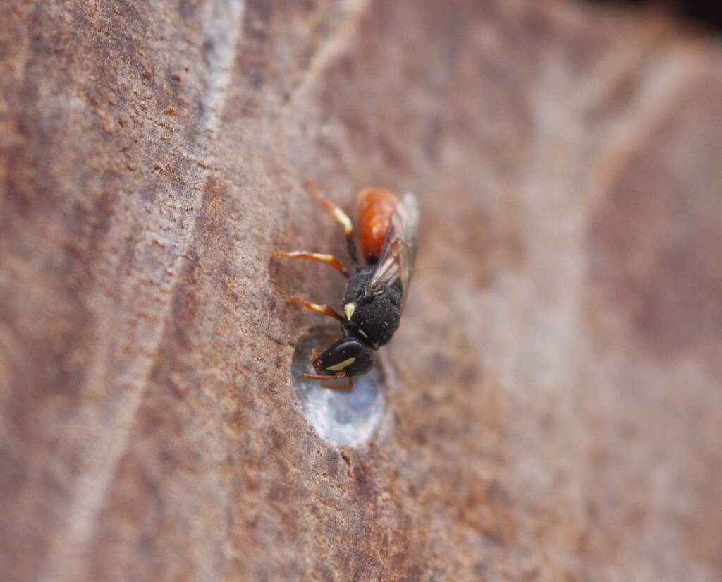 Hylaeus (Gnathoprosopis) theodorei, Burua, Central Eastern QLD © Lisa Warman