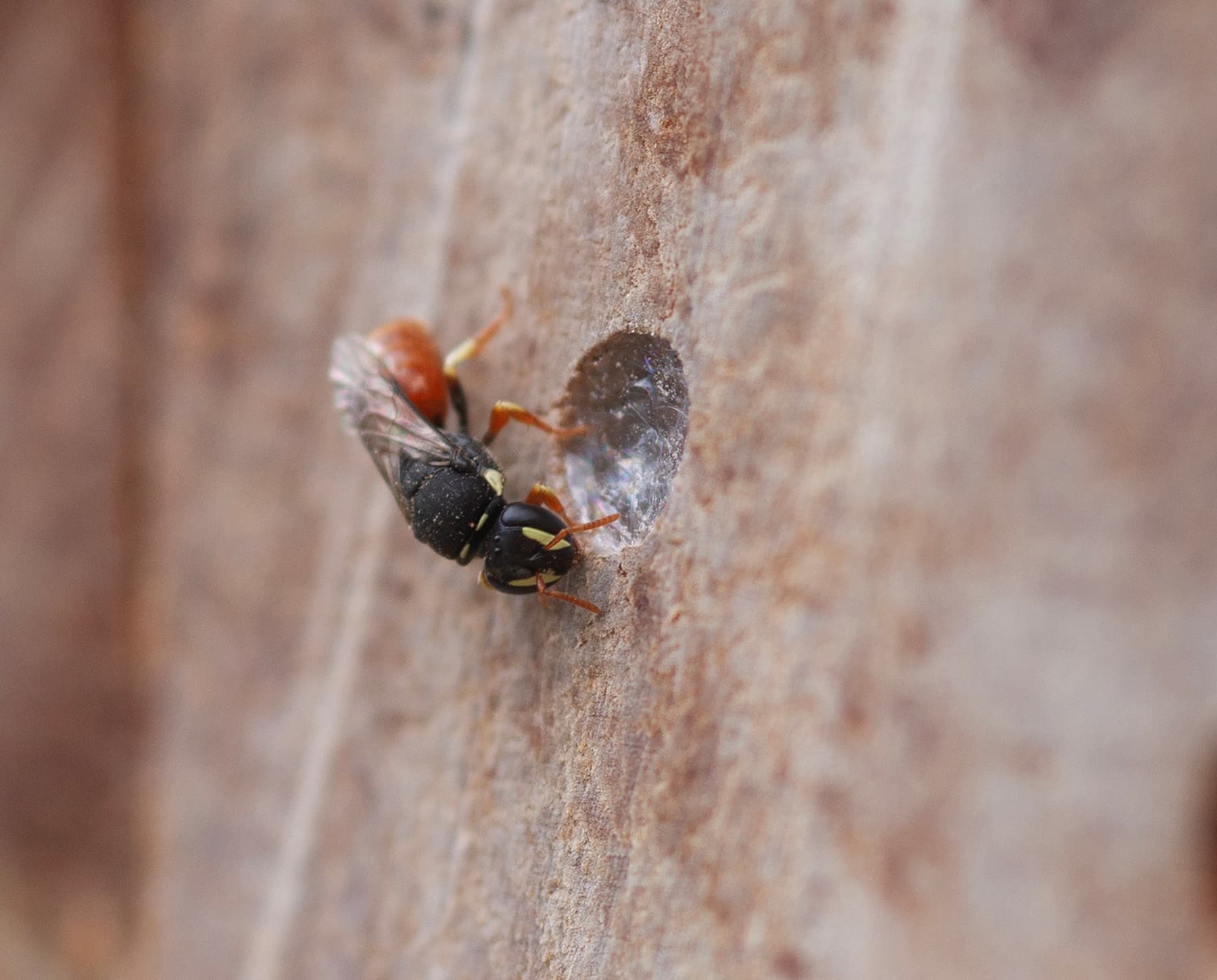 Hylaeus (Gnathoprosopis) theodorei, Burua, Central Eastern QLD © Lisa Warman