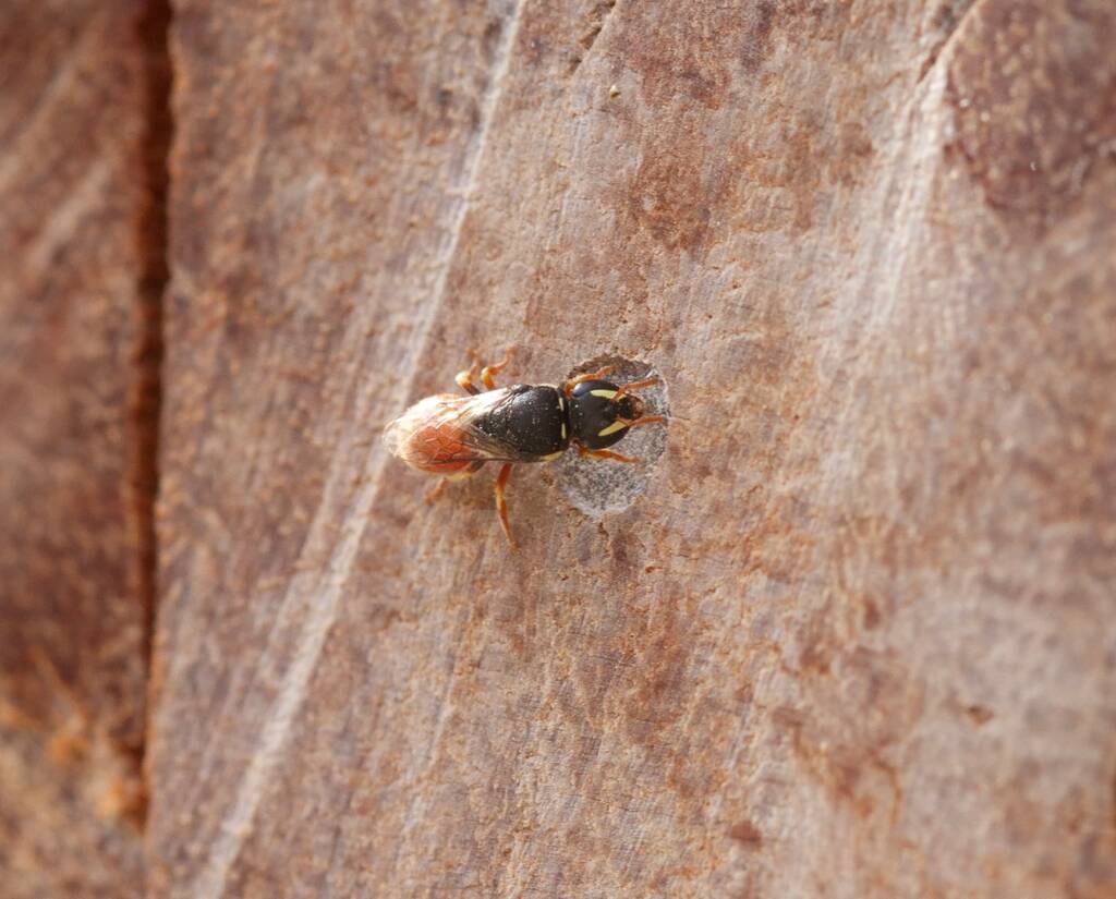 Hylaeus (Gnathoprosopis) theodorei, Burua, Central Eastern QLD © Lisa Warman