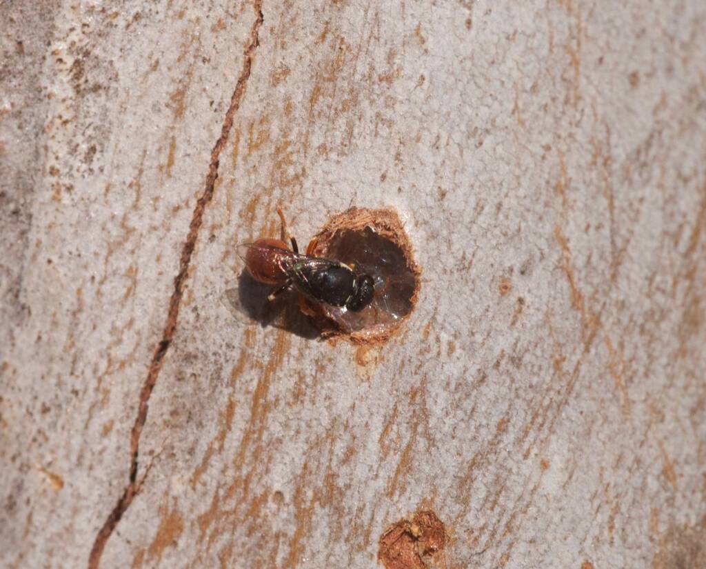 Hylaeus (Gnathoprosopis) theodorei, Burua, Central Eastern QLD © Lisa Warman
