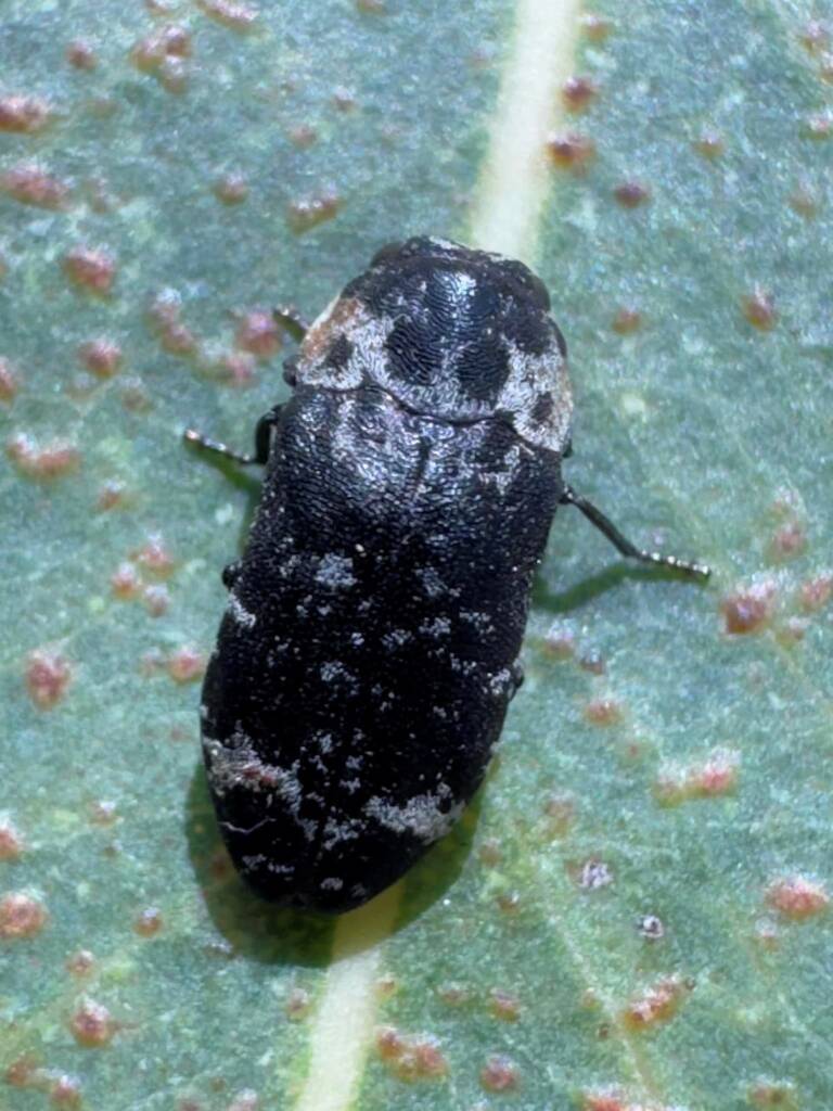 Hypocisseis fascigera, Perth WA © Mark Hanlon