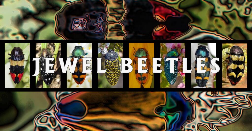 Jewel Beetles - Ausemade filmstrip