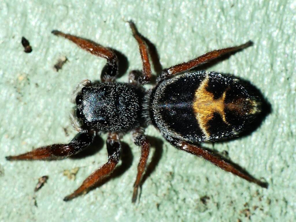 Jovial Jumping Spider (Apricia jovialis), Belair SA © Marianne Broug