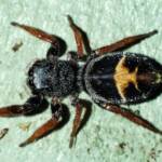 Jovial Jumping Spider (Apricia jovialis), Belair SA © Marianne Broug