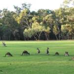 Kangaroos, Belair NP SA © Marianne Broug