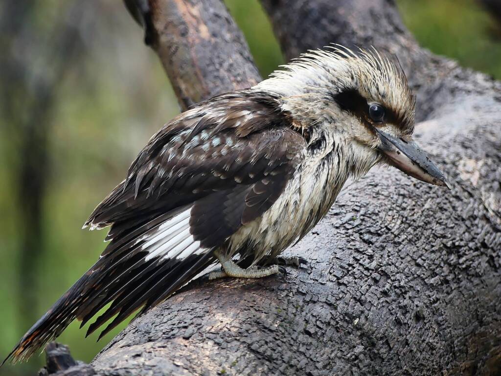 Laughing Kookaburra (Dacelo novaeguineae), Belair SA © Marianne Broug