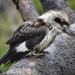 Laughing Kookaburra (Dacelo novaeguineae), Belair SA © Marianne Broug