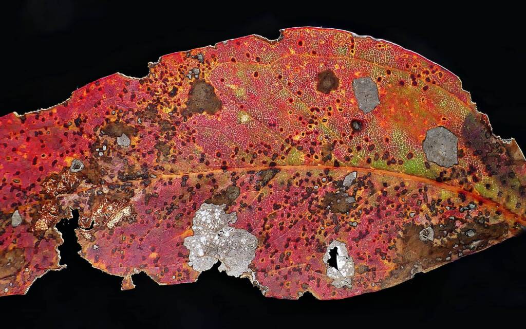 Leaf critters © Marianne Broug