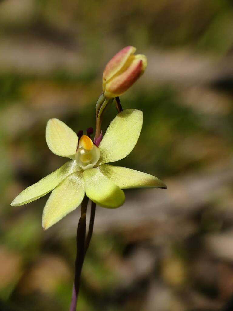 Lemon-scented Sun Orchid (Thelymitra antennifera), SA © Marianne Broug