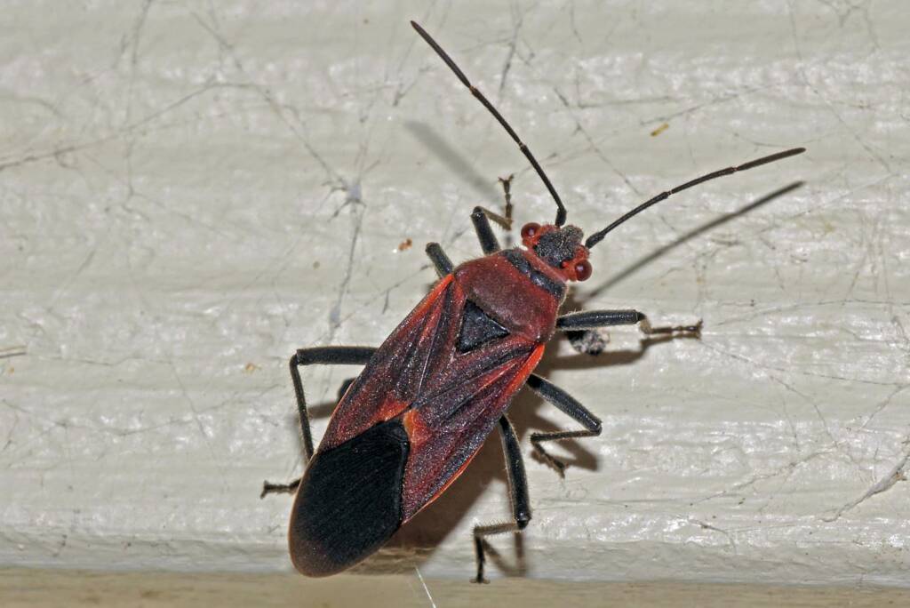Leptocoris mitellatus, Ballandean QLD © Marc Newman