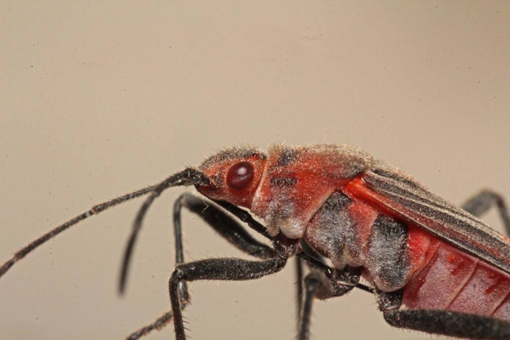 Leptocoris mitellatus, Ballandean QLD © Marc Newman
