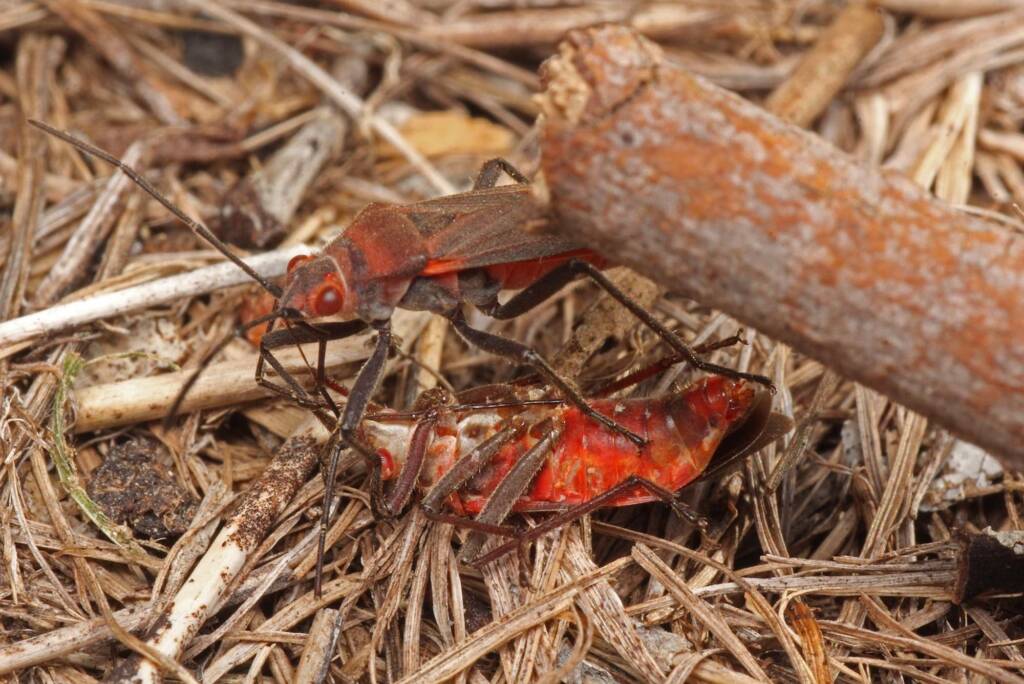 Leptocoris mitellatus, Ballandean QLD © Marc Newman