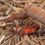 Leptocoris mitellatus, Ballandean QLD © Marc Newman