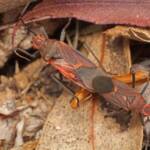 Leptocoris mitellatus, Ballandean QLD © Marc Newman