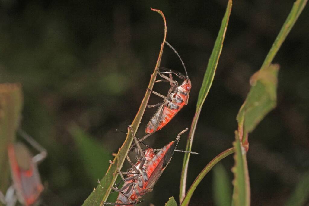 Leptocoris mitellatus, Ballandean QLD © Marc Newman