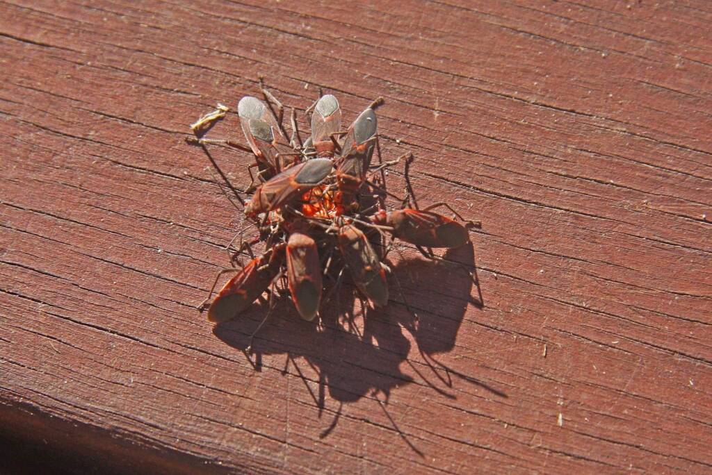 Leptocoris mitellatus, Ballandean QLD © Marc Newman