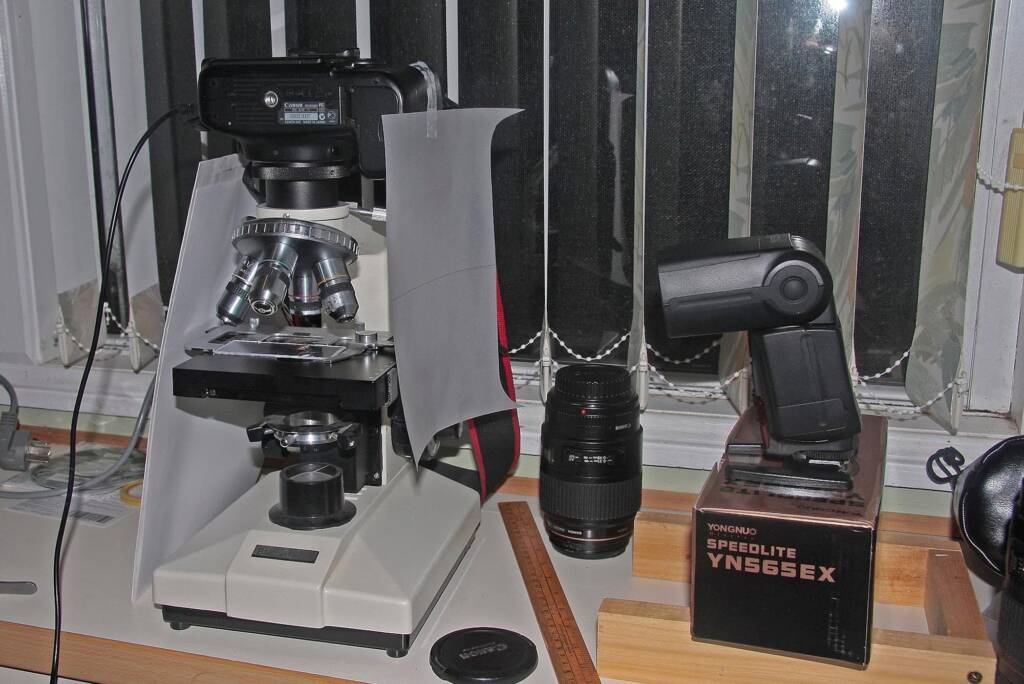 Macro set up for the Leptocoris mitellatus, Ballandean QLD © Marc Newman