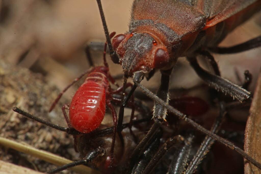 Leptocoris mitellatus (nymph and mother), Ballandean QLD © Marc Newman