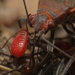 Leptocoris mitellatus (nymph and mother), Ballandean QLD © Marc Newman