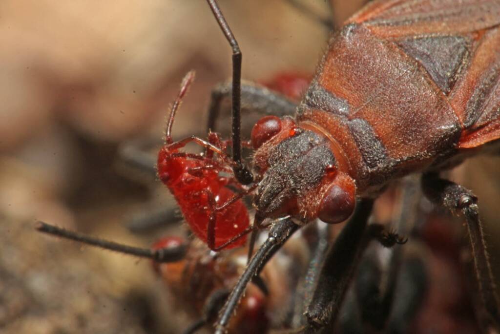 Leptocoris mitellatus (nymph and mother), Ballandean QLD © Marc Newman