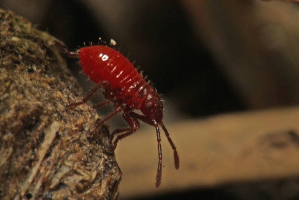 Leptocoris mitellatus (nymph), Ballandean QLD © Marc Newman