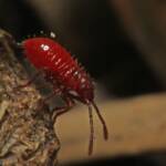 Leptocoris mitellatus (nymph), Ballandean QLD © Marc Newman