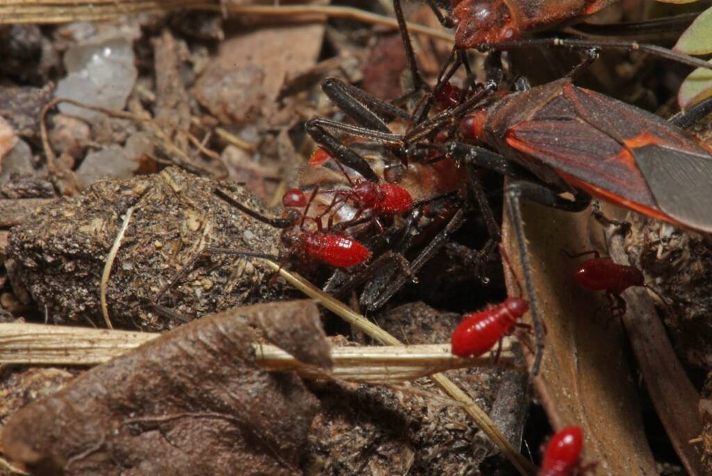 Leptocoris mitellatus (nymph and adult), Ballandean QLD © Marc Newman
