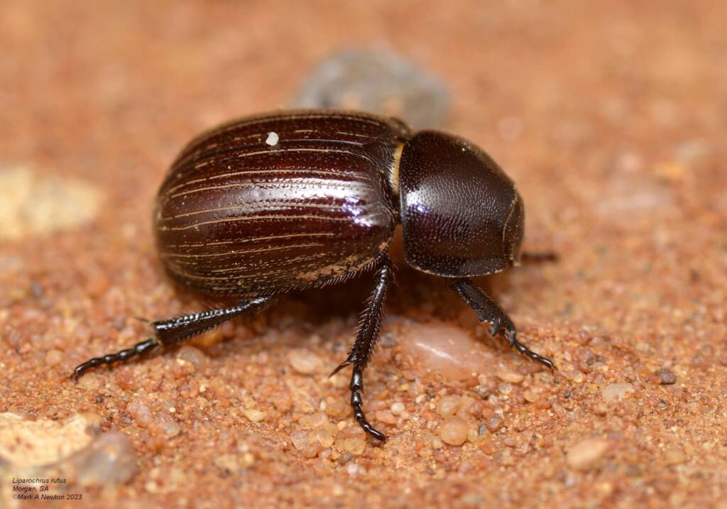 Liparochrus rufus, Morgan, SA © Mark Hanlon