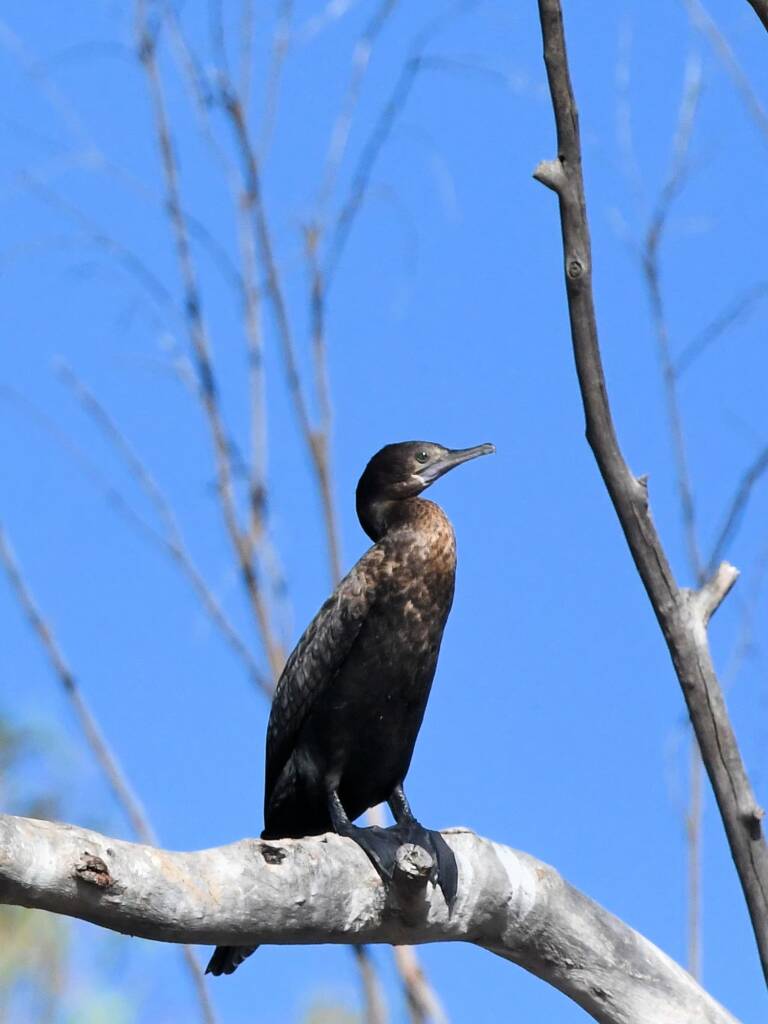 Little Black Cormorant (Phalacrocorax sulcirostris), Redbank Waterhole NT © Dorothy Latimer