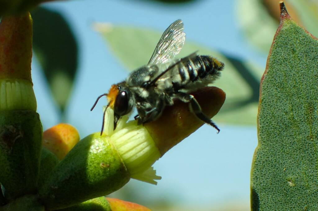 Megachile (Eutricharaea) chrysopyga, Geraldton, Midwest WA © Gary Taylor