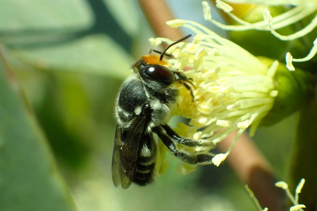 Megachile (Eutricharaea) chrysopyga, Geraldton, Midwest WA © Gary Taylor